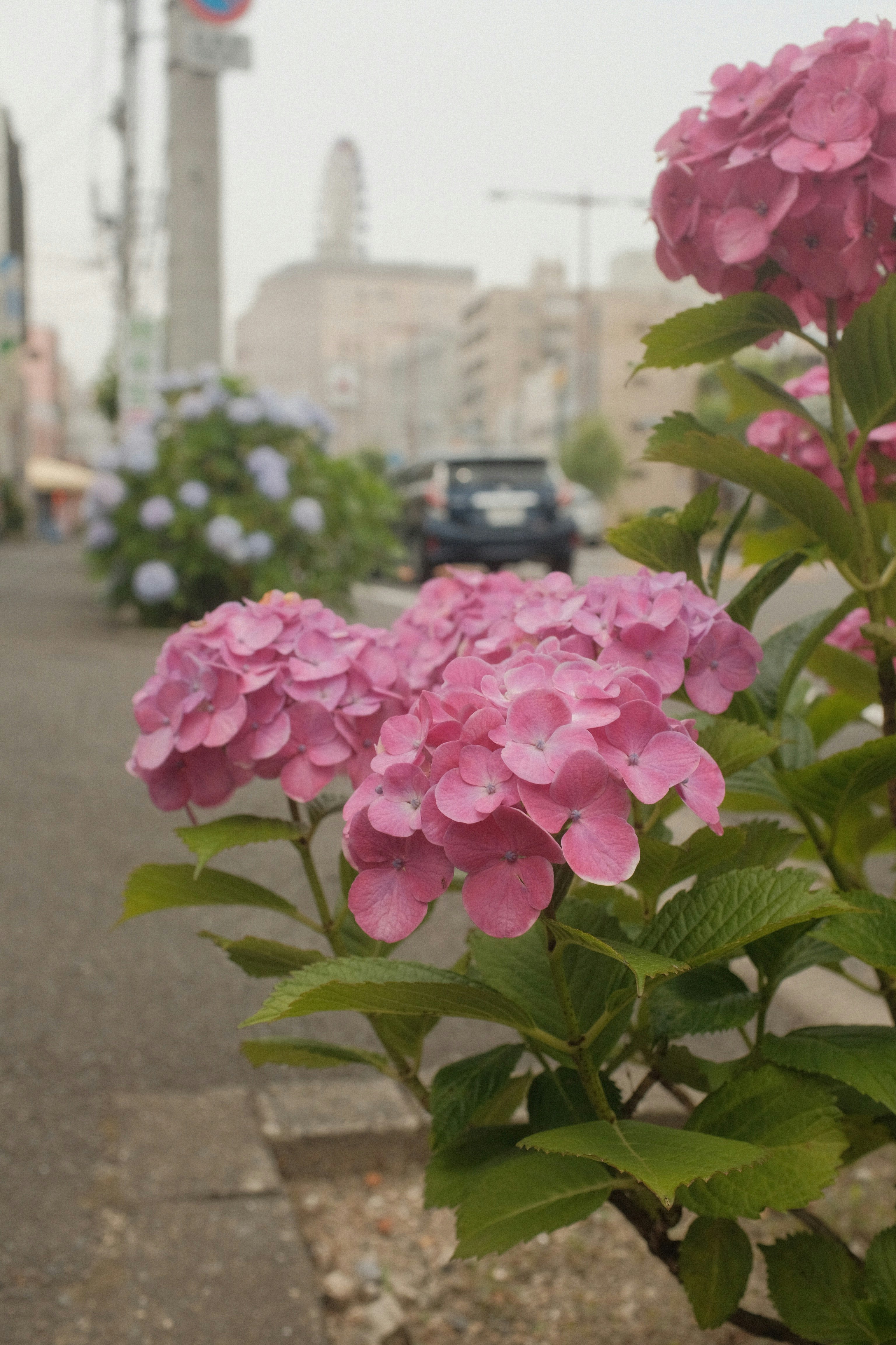 pink flowers with green leaves